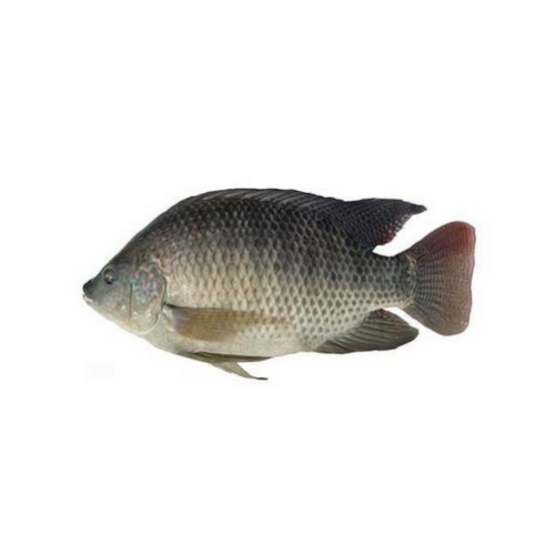大福壽魚活
