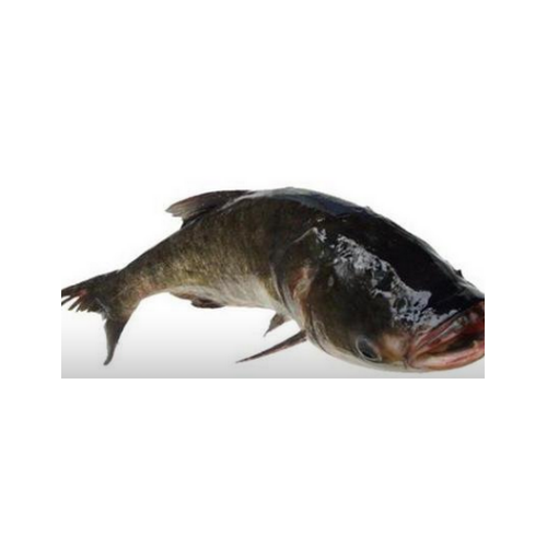 大頭魚活