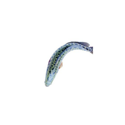 生魚活